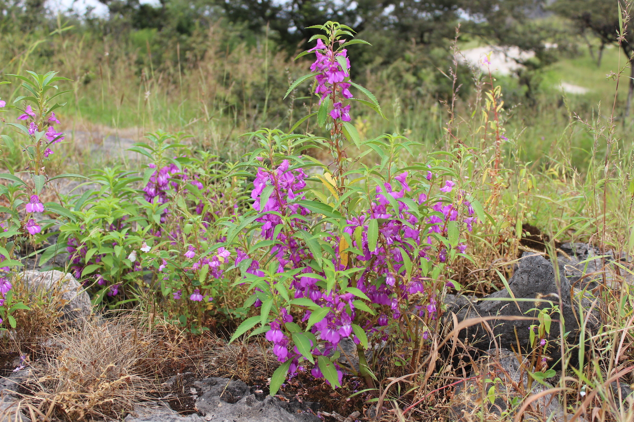Impatiens balsamina L.